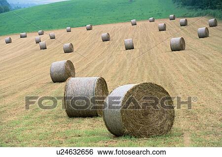 Haystacks In Field View Large Photo Image Stock Photograph - Haystacks In Field. Fotosearch