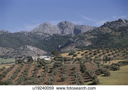 Stock Photo - Olive Field. Fotosearch