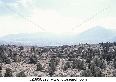 Stock Photo - Olive Field. Fotosearch