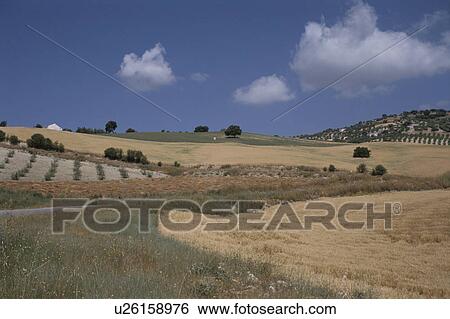 Stock Photograph - Olive Field. Fotosearch