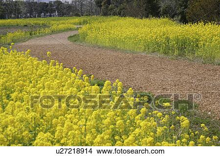 Picture - Rape Blossoms Bloom. Fotosearch