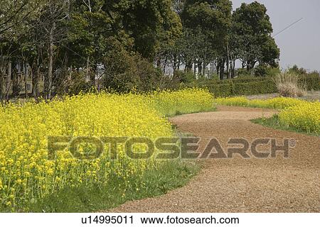 Stock Image - Rape Blossoms Bloom. Fotosearch