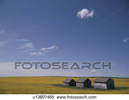 Rape-Blossoms Field View Large Photo Image Stock Photography - Rape-Blossoms Field. Fotosearch