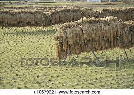 Rice Crop Drying View Large Photo Image Stock Image - Rice Crop Drying. Fotosearch