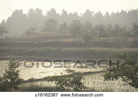 Rice Field View Large Photo Image Stock Photo - Rice Field. Fotosearch