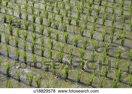 Stock Photo - Rice Field. Fotosearch