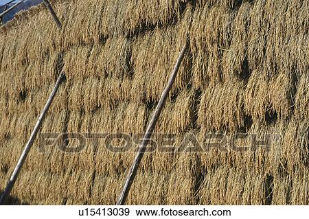 Stock Photo - Rice Hanging. Fotosearch