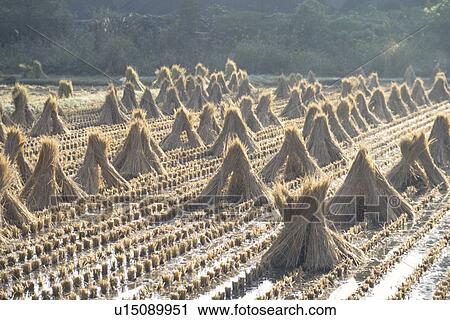 Rice Straw View Large Photo Image Stock Image - Rice Straw. Fotosearch