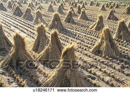 Rice Straw View Large Photo Image Stock Image - Rice Straw. Fotosearch