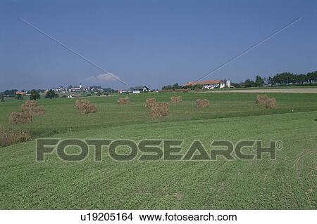 Picture - Scenery Of Hay. Fotosearch