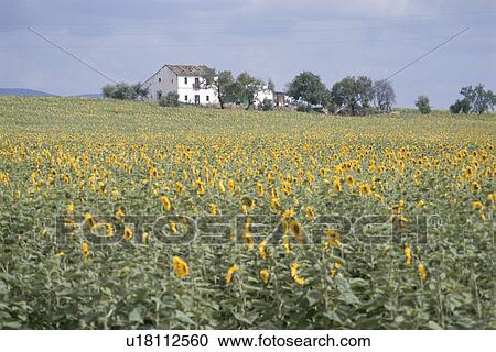 Stock Image - Sunflower Field. Fotosearch
