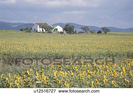 Stock Photo - Sunflower Field. Fotosearch