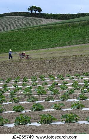 Stock Photo - The Farm In Hokkaido. Fotosearch
