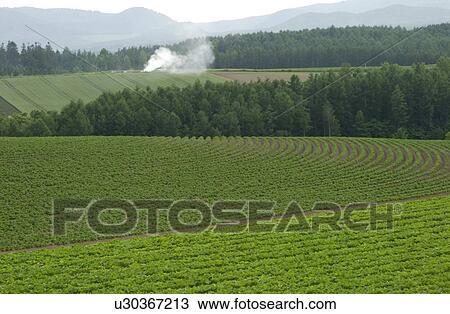 Stock Image - The Field In Hokkaido. Fotosearch