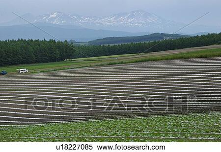 The Field In Hokkaido View Large Photo Image Stock Photography - The Field In Hokkaido. Fotosearch