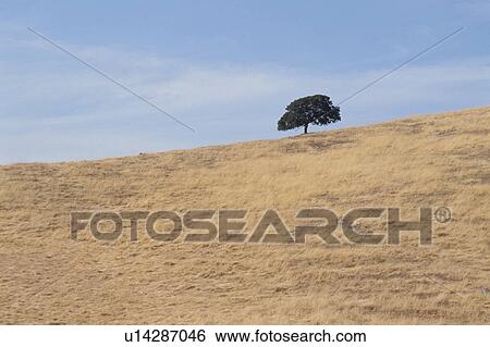 Stock Photograph - Tree On Slope. Fotosearch