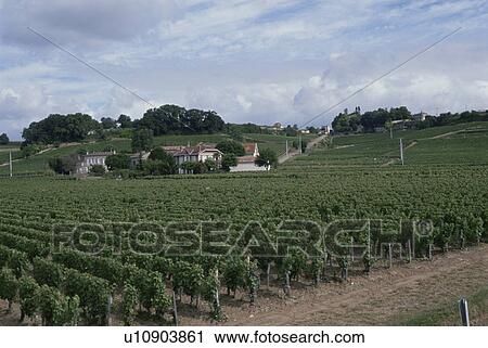 Stock Image - Vineyard. Fotosearch