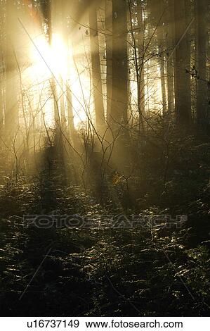 太陽 過濾 透過 樹林影像 U Fotosearch