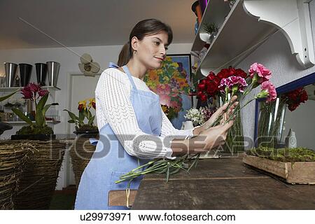 Female florist arranging Carnation flowers (low angle view) View Large Photo Image Stock Image - Female florist arranging Carnation flowers (low angle view). Fotosearch