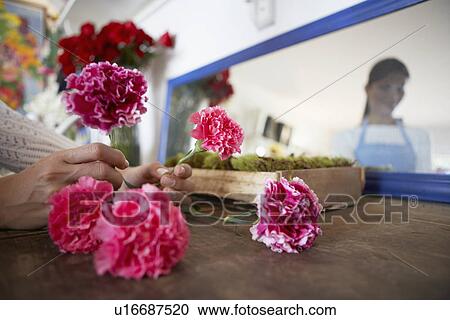 Stock Image - Florist arranging Carnation flowers (close-up). Fotosearch