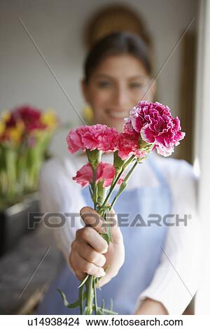 Florist holding Carnation flowers (focus on foreground) View Large Photo Image Picture - Florist holding Carnation flowers (focus on foreground). Fotosearch