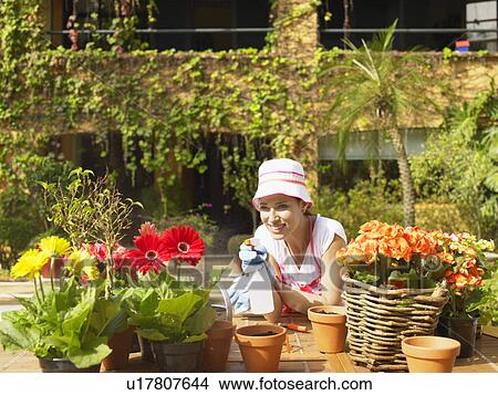 Picture - Gardener spraying water on flowers. Fotosearch