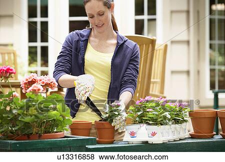 Stock Photo - Woman planting flowers. Fotosearch