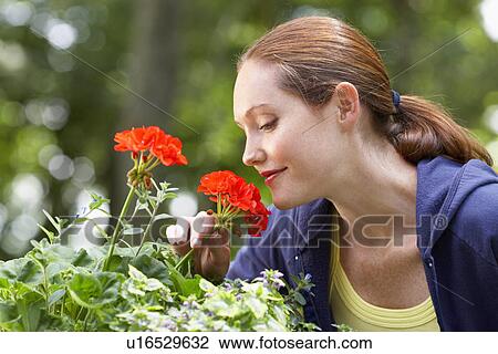 Stock Image - Woman smelling Geranium flowers. Fotosearch