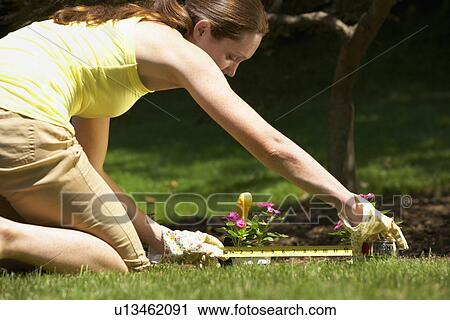 Woman measuring flower bed View Large Photo Image Stock Image - Woman measuring flower bed. Fotosearch