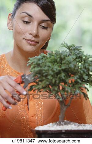 Stock Photo - Young woman pruning bonsai tree. Fotosearch