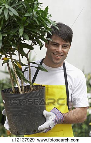 Male florist holding potted plant View Large Photo Image Stock Photo - Male florist holding potted plant. Fotosearch