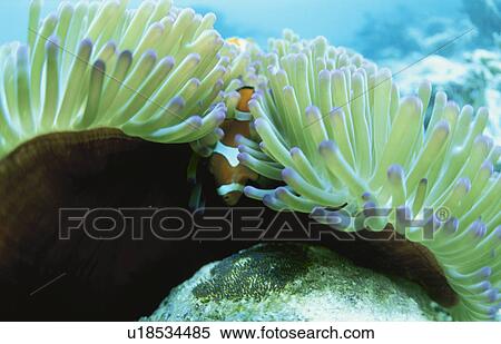 Stock Photography - A Sea Anemone And The Bear Flea Living Together. Fotosearch