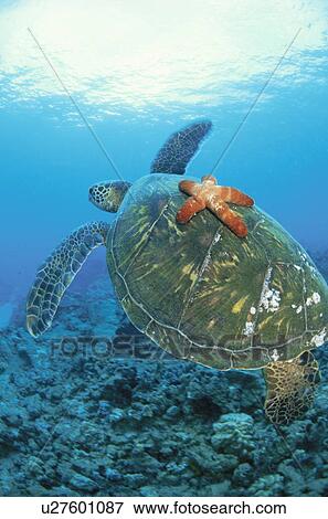 Stock Photo - A Star Fish And A Sea Turtle. Fotosearch