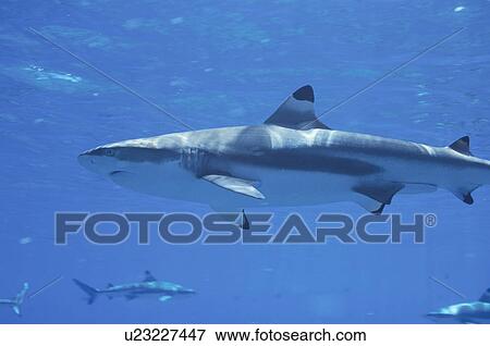 Stock Photo - Black Tip Shirk. Fotosearch