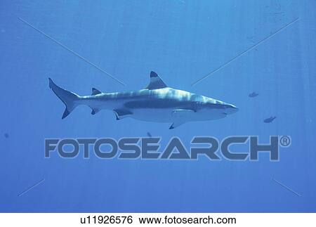 Black Tip Shirk View Large Photo Image Stock Photograph - Black Tip Shirk. Fotosearch