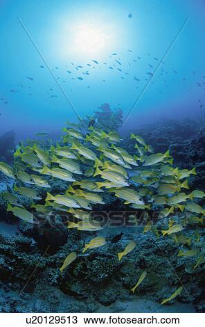 Bluespotted Snapper View Large Photo Image Stock Image - Bluespotted Snapper. Fotosearch