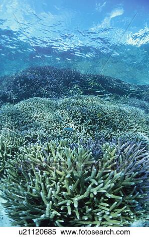 Coral Reef And Whitesaddled Reeffish View Large Photo Image Stock Photography - Coral Reef And Whitesaddled Reeffish. Fotosearch