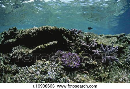 Stock Image - Coral. Fotosearch