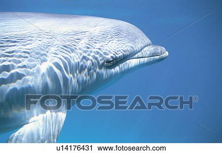 Stock Image - Dolphin. Fotosearch