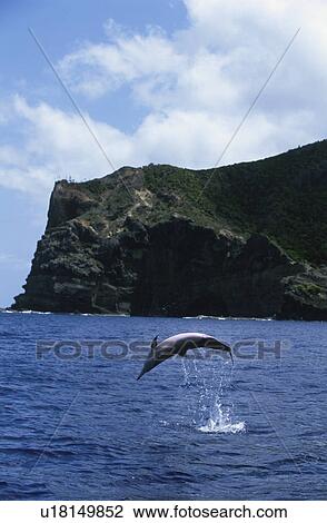 Stock Image - Dolphins. Fotosearch