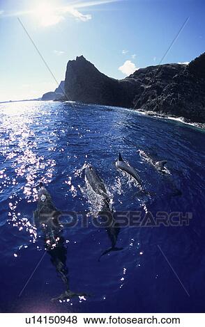 Dolphins View Large Photo Image Stock Photo - Dolphins. Fotosearch