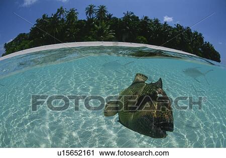 Stock Image - Fish From Half-Underwater. Fotosearch