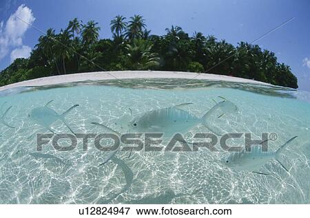 Fish From Half-Underwater View Large Photo Image Stock Photo - Fish From Half-Underwater. Fotosearch
