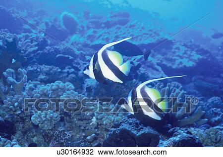 Stock Image - Fish. Fotosearch