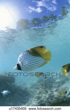 Stock Photography - Fish. Fotosearch