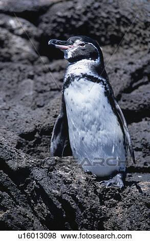 Stock Photo - Galapagos Penguin. Fotosearch