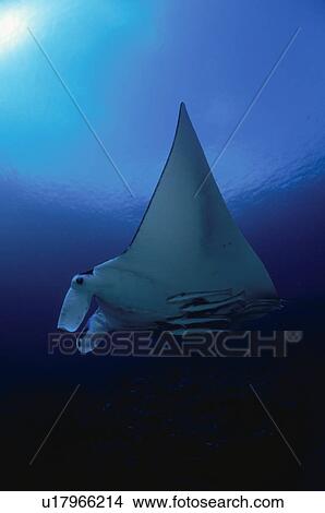 Picture - Giant Manta Rays. Fotosearch