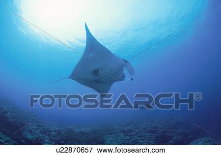Giant Manta Rays View Large Photo Image Stock Photo - Giant Manta Rays. Fotosearch