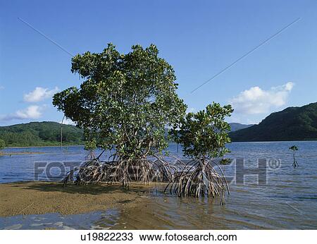 Mangrove View Large Photo Image Stock Image - Mangrove. Fotosearch