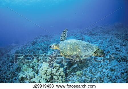 Stock Image - Sea Turtle. Fotosearch